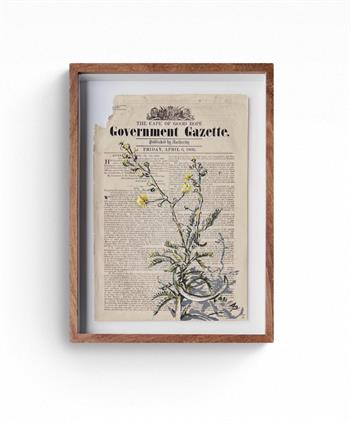 Lisette Forsyth, Invasive Alien, acrylic and ink botanical painting on an 1860 Government Gazette.