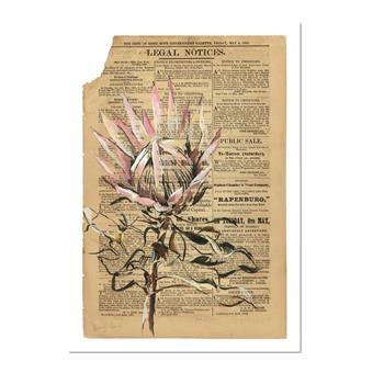 Giclée print of a pink protea over an aged 1860 Cape of Good Hope Government Gazette page, titled Strong by Lisette Forsyth.