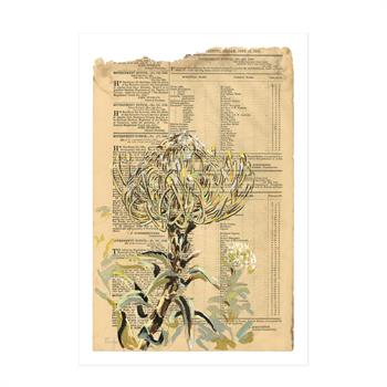 Giclée print of a pincushion protea over an aged 1886 Cape Government Gazette page, titled Bark Skin by Lisette Forsyth.
