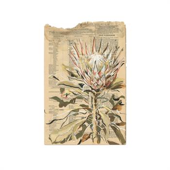 Lisette Forsyth protea painting on 1886 Government Gazette
