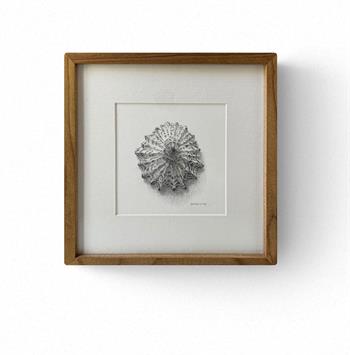 small framed drawing of a limpet shell by Karin Daymond