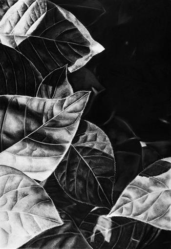 hyper realistic drawing of leaves in charcoal on paper