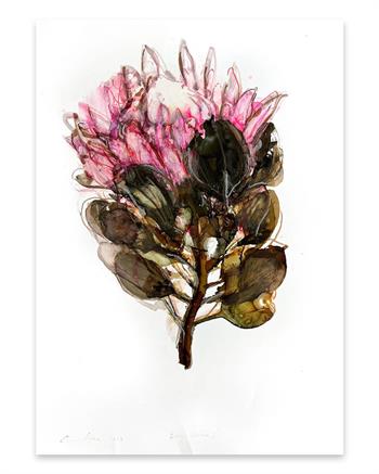 King Protea I - Ink On Yupo by Pascale Chandler