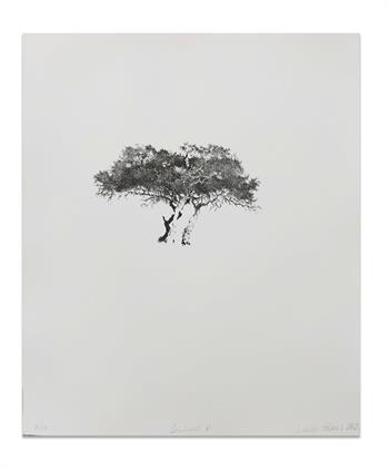 an etching of an acacia tree in black ink on paper