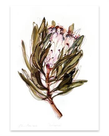 beautiful painting of a Proteacea flower in ink on paper