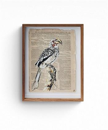 framed painting on newspaper of a hornbill bird by Lisette Forsyth