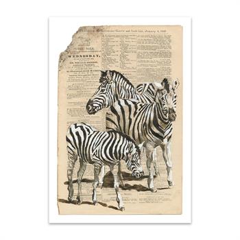 art print of a painting of 3 zebras painted on newspaper