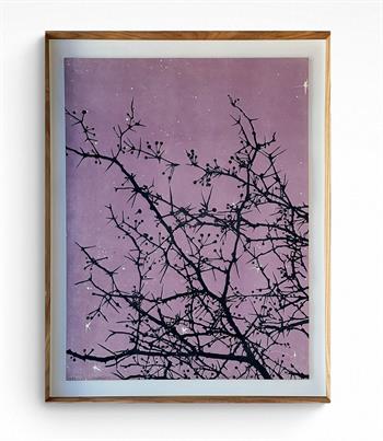 framed artwork of the shadow of twigs against a dark pink background