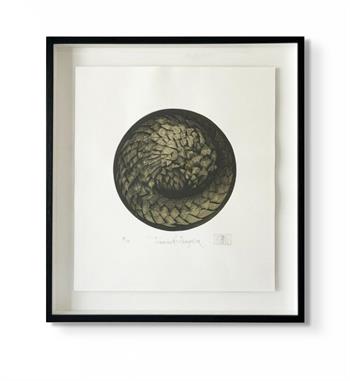 framed artwork on paper depicting an endangered pangolin