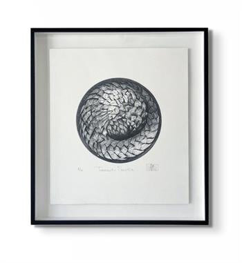 framed artwork in black and white on paper depicting a curled up pangolin