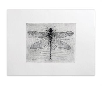 In Transient - Handmade Print by Andie Rodwell